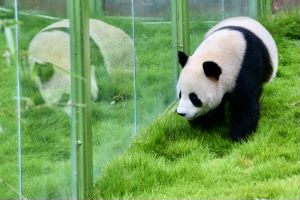 国庆小长假来栾川看熊猫 别忘了它还有小名